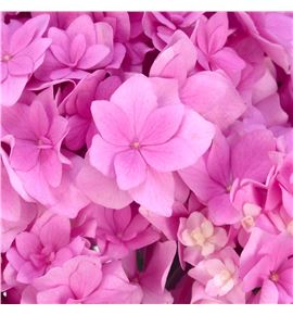 Hydr royal pink highness 60 - HYDROYPINHIG