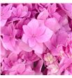 Hydr royal pink highness 60 - HYDROYPINHIG1