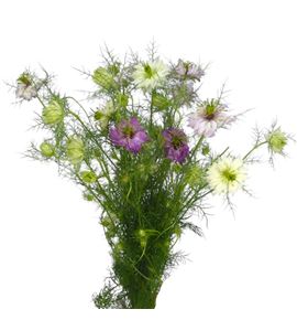 Nigella bicolor 60 - NIGBIC