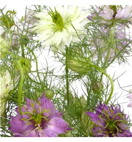 Nigella bicolor 60 - NIGBIC