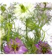 Nigella bicolor 60 - NIGBIC1