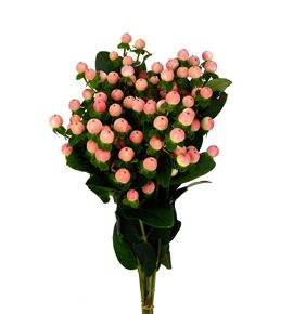 Hypericum coco tiamo 40 - HYPCOCTIA