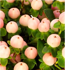 Hypericum coco tiamo 40 - HYPCOCTIA