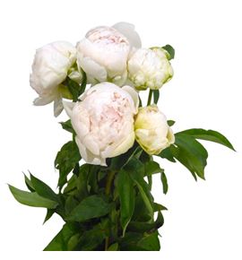 Paeonia brother chuck x5 55 - PAEBROCHU