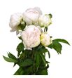 Paeonia brother chuck x5 55 - PAEBROCHU