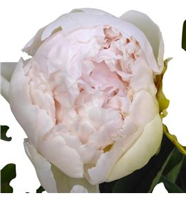 Paeonia brother chuck x5 55 - PAEBROCHU