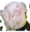 Paeonia brother chuck x5 55 - PAEBROCHU1