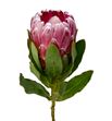 Protea lady di 50 - PROLADLI