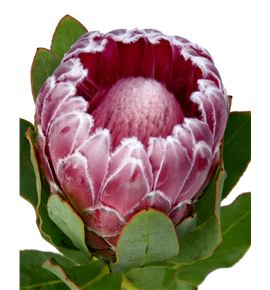Protea lady di 50 - PROLADLI