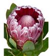 Protea lady di 50 - PROLADLI1