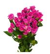 Rs ramificada lovely lydia 50 - RTRLOVLYD