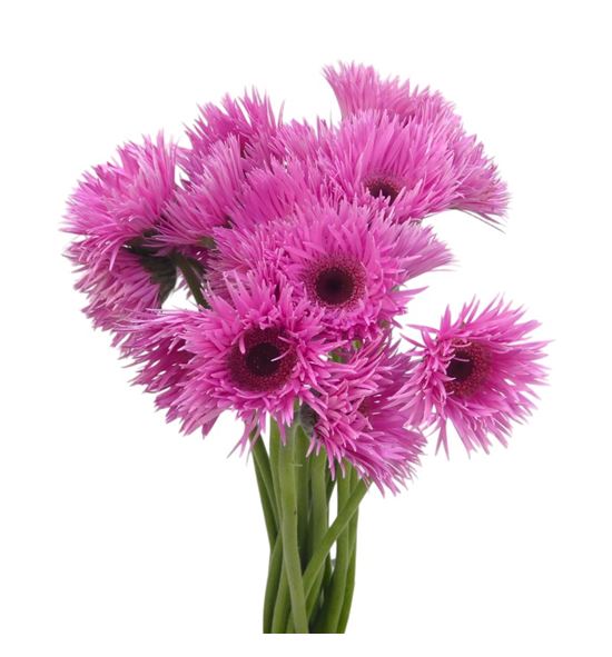 Gerb mini spin bouquet 50 - GERMSPIBOU