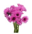 Gerb mini spin bouquet 50 - GERMSPIBOU