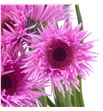 Gerb mini spin bouquet 50 - GERMSPIBOU1