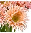 Gerb mini spin honey 50 - GERMSPIHON1