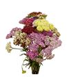 Achilea mixta 75 - ACHMIX
