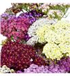 Achilea mixta 75 - ACHMIX1