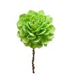 Stick shola dahlia verde claro 50 - STISHODAHVERCLA