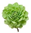 Stick shola dahlia verde claro 50 - STISHODAHVERCLA1