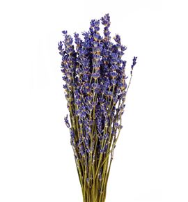 Lavandula angust 30 - LAV