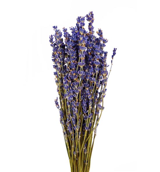 Lavandula angust 30 - LAV