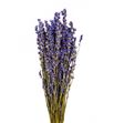 Lavandula angust 30 - LAV