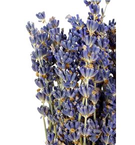 Lavandula angust 30 - LAV