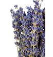 Lavandula angust 30 - LAV1