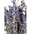 Lavandula angust 30 - LAV2
