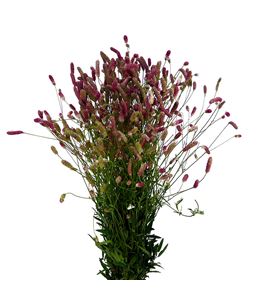 Sanguiso officinalis 100 - SANPINTAN