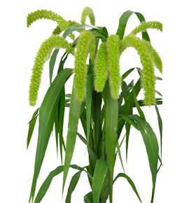 Setaria sanneyana 70 - SETVOLMEL