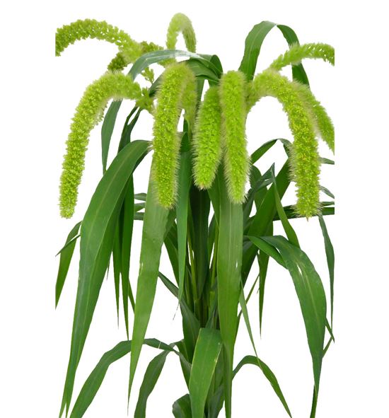 Setaria sanneyana 70 - SETVOLMEL