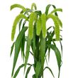 Setaria sanneyana 70 - SETVOLMEL