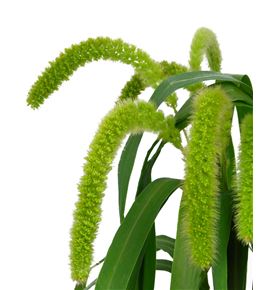 Setaria sanneyana 70 - SETVOLMEL