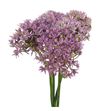 Allium pink jewel 65 - ALLPINJEW