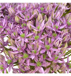 Allium pink jewel 65 - ALLPINJEW