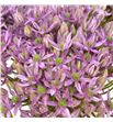 Allium pink jewel 65 - ALLPINJEW1