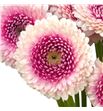 Gerb mini bolero lipline 50 - GERMBOLLIP1