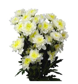 Marg hol altaj cream - MHALTCRE