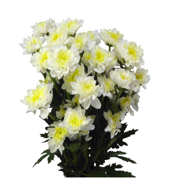 Marg hol altaj cream - MHALTCRE
