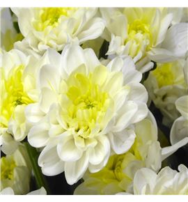 Marg hol altaj cream - MHALTCRE