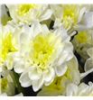Marg hol altaj cream - MHALTCRE1