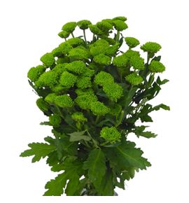 Marg hol. chikorita - MHCHIK