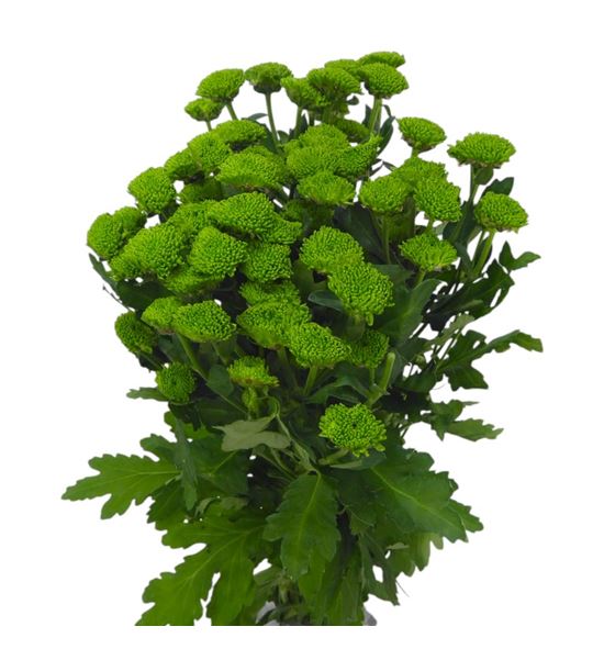 Marg hol. chikorita - MHCHIK