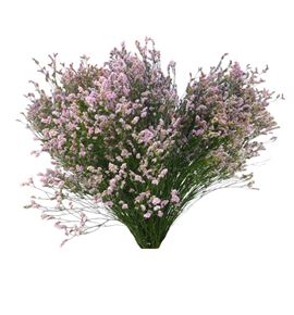 Limonium divine diamond 85 - LIMDIVDIA