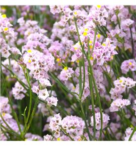 Limonium divine diamond 85 - LIMDIVDIA