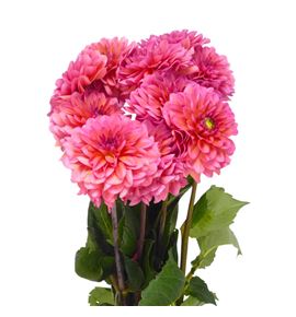 Dahlia dec salmon runner 65 - DAHDECSALRUN