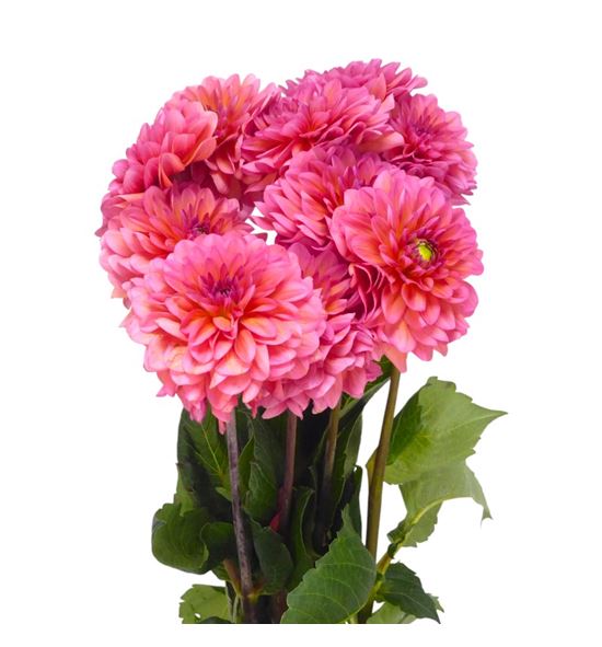 Dahlia dec salmon runner 65 - DAHDECSALRUN