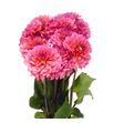 Dahlia dec salmon runner 65 - DAHDECSALRUN