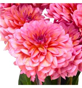 Dahlia dec salmon runner 65 - DAHDECSALRUN